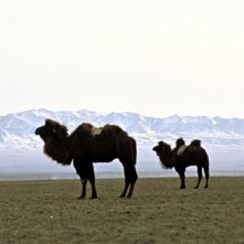 Una scena de il cane giallo della mongolia