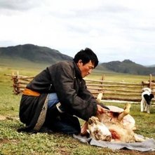 Una scena de il cane giallo della mongolia