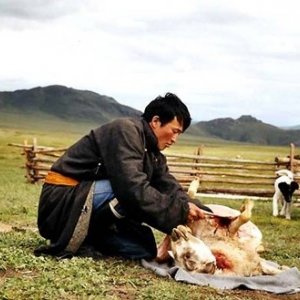 Una scena de il cane giallo della mongolia