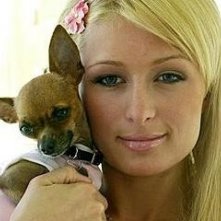 Un'immagine ormai classica di Paris Hilton con chihuahua