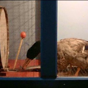 Una scena di LA BALLATA DI STROSZEK