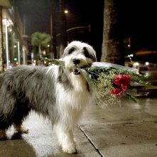 Una scena del film Shaggy Dog - Papà che abbaia... non morde