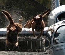 Una scena dell'horror The Breed