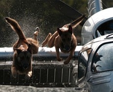 Una scena dell'horror The Breed