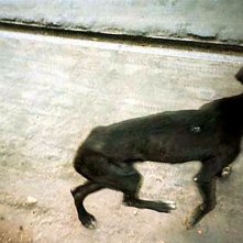 Una scena di Born into Brothels