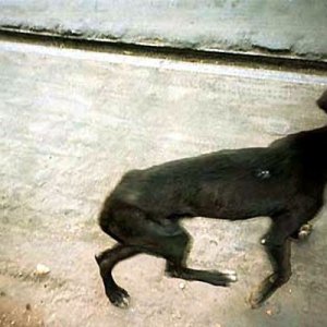 Una scena di Born into Brothels