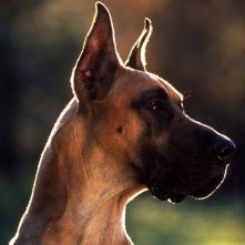 Una scena del film Chestnut