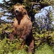 Una scena del documentario Grizzly Man (2005)