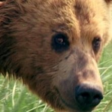 Il plantigrado del documentario Grizzly Man