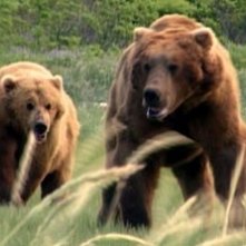Una sequenza del documentario Grizzly Man