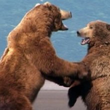 Una scena del documentario Grizzly Man