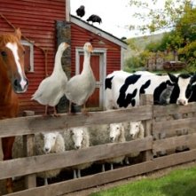 gli animali protagonisti del film La tela di Carlotta
