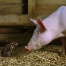 Una scena del film La tela di Carlotta, del 2006