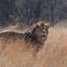 Una sequenza del film Prey