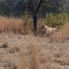 Uno dei felini del film Prey