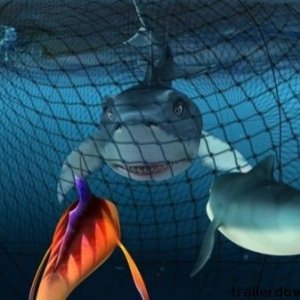 Una immagine del film  The Reef - Amici per le pinne