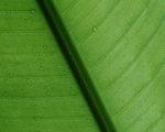 Clorofilla, un festival nel verde