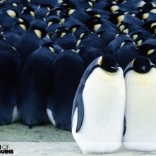 Un bellissimo wallpaper del film La marcia dei pinguini