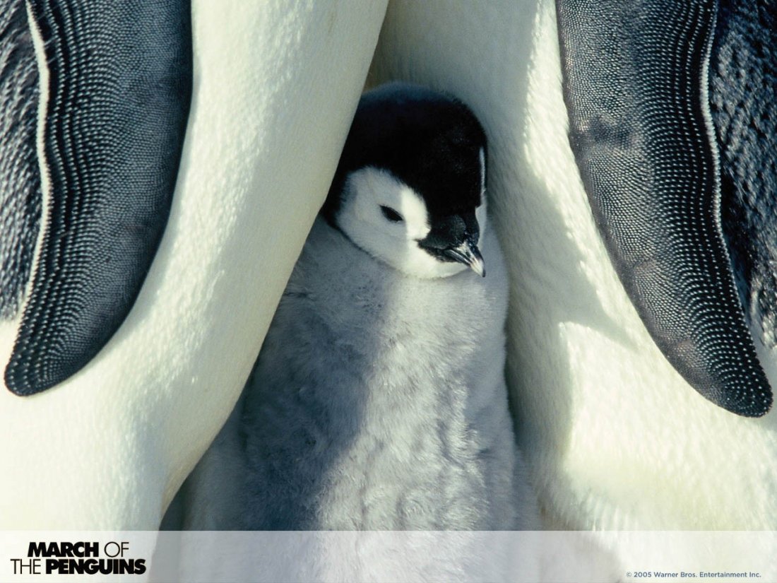 Wallpaper Del Film La Marcia Dei Pinguini 62178