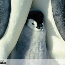 Wallpaper del film La marcia dei pinguini (2005)