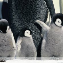 Wallpaper del documentario La marcia dei pinguini