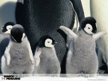 Wallpaper del documentario La marcia dei pinguini