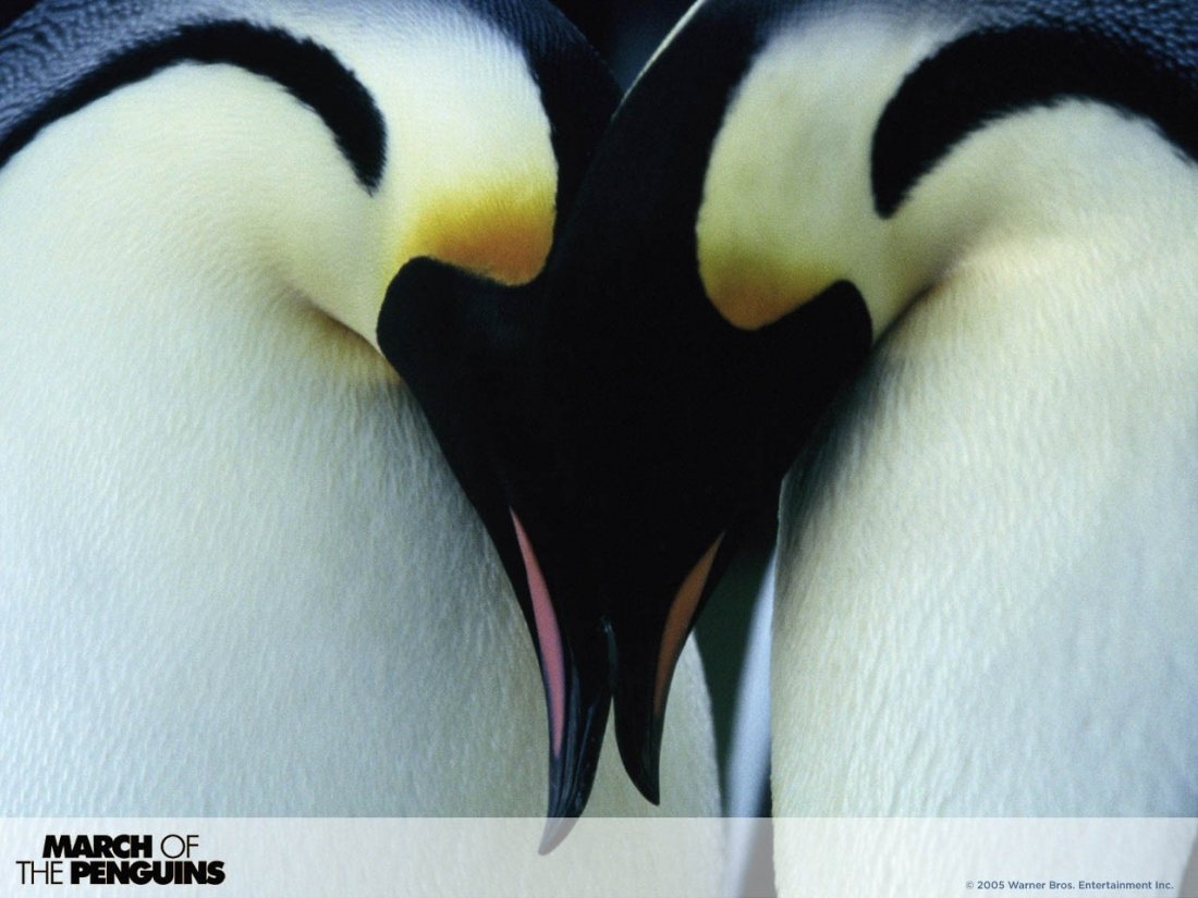 Wallpaper Del Film La Marcia Dei Pinguini 62180