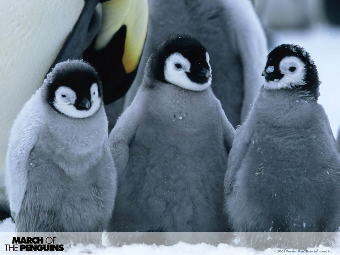 Wallpaper Del Film La Marcia Dei Pinguini 62182