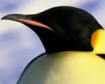 Quindici documentari da Oscar