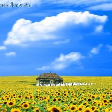 Wallpaper del film Ogni cosa è illuminata