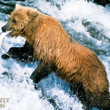 Un wallpaper del film Grizzly Man