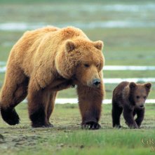 Wallpaper del documentario Grizzly Man
