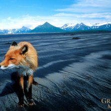 Wallpaper del film Grizzly Man