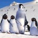 Recensione Happy Feet (2006)