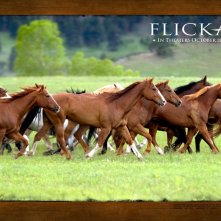 Wallpaper del film Flicka - Uno Spirito libero (2006)