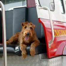 Una scena del film Il cane pompiere