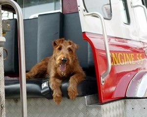 Una scena del film Il cane pompiere