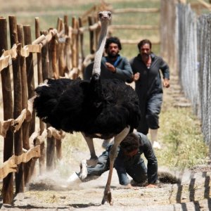 Una sequenza del film 'The Song of Sparrows'