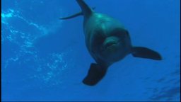 Dolphins and Whales 3D: Tribes of the Ocean - Trailer