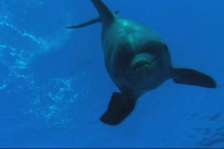 Dolphins and Whales 3D: Tribes of the Ocean - Trailer