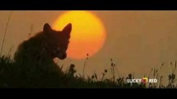 La volpe e la bambina - Trailer italiano