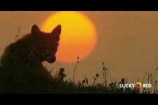 La volpe e la bambina - Trailer italiano