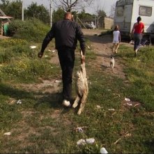 Pecore uccise dalla diossina nel documentario Biutiful Cauntri