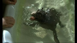 The Water Horse - La leggenda degli abissi - Trailer italiano