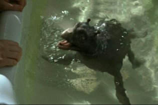 The Water Horse - La leggenda degli abissi - Trailer italiano