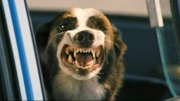 Everything is Illuminated - Trailer