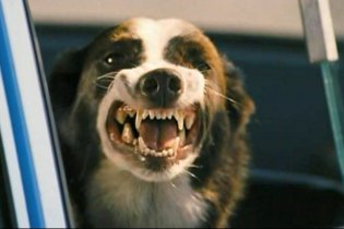 Everything is Illuminated - Trailer