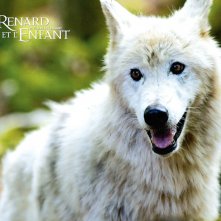 Wallpaper del film La volpe e la bambina (Le renard et l'enfant)