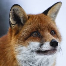 Un'immagine del film La volpe e la bambina (Le renard et l'enfant)