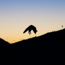 Un'immagine del film La volpe e la bambina
